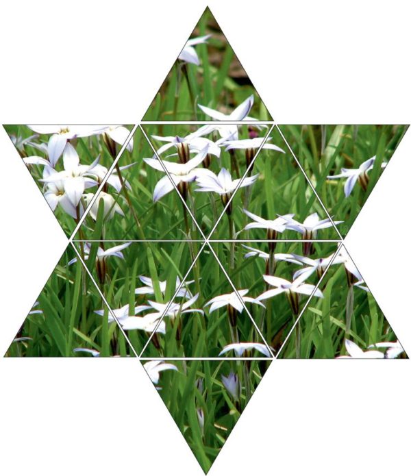 Fotolegestern Blumenwiese