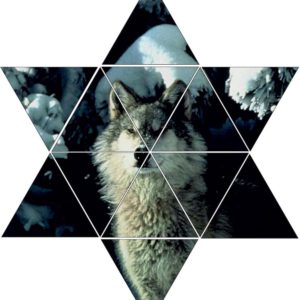 Fotolegestern Wolf