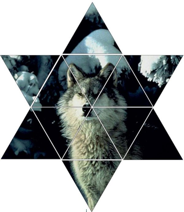 Fotolegestern Wolf