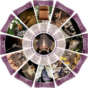 Legekreis Fledermaus