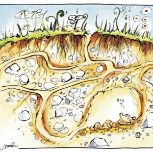 Bildergeschichte Regenwurm