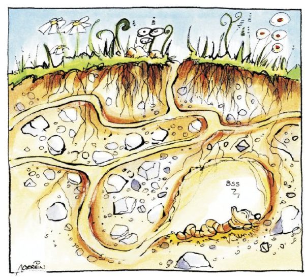 Bildergeschichte Regenwurm