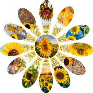 Fotolegekreis: Sonnenblume